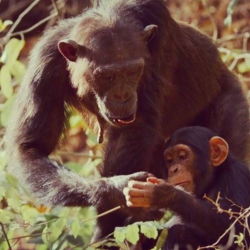 Adult chimpanzee holding hand of baby chimpanzee